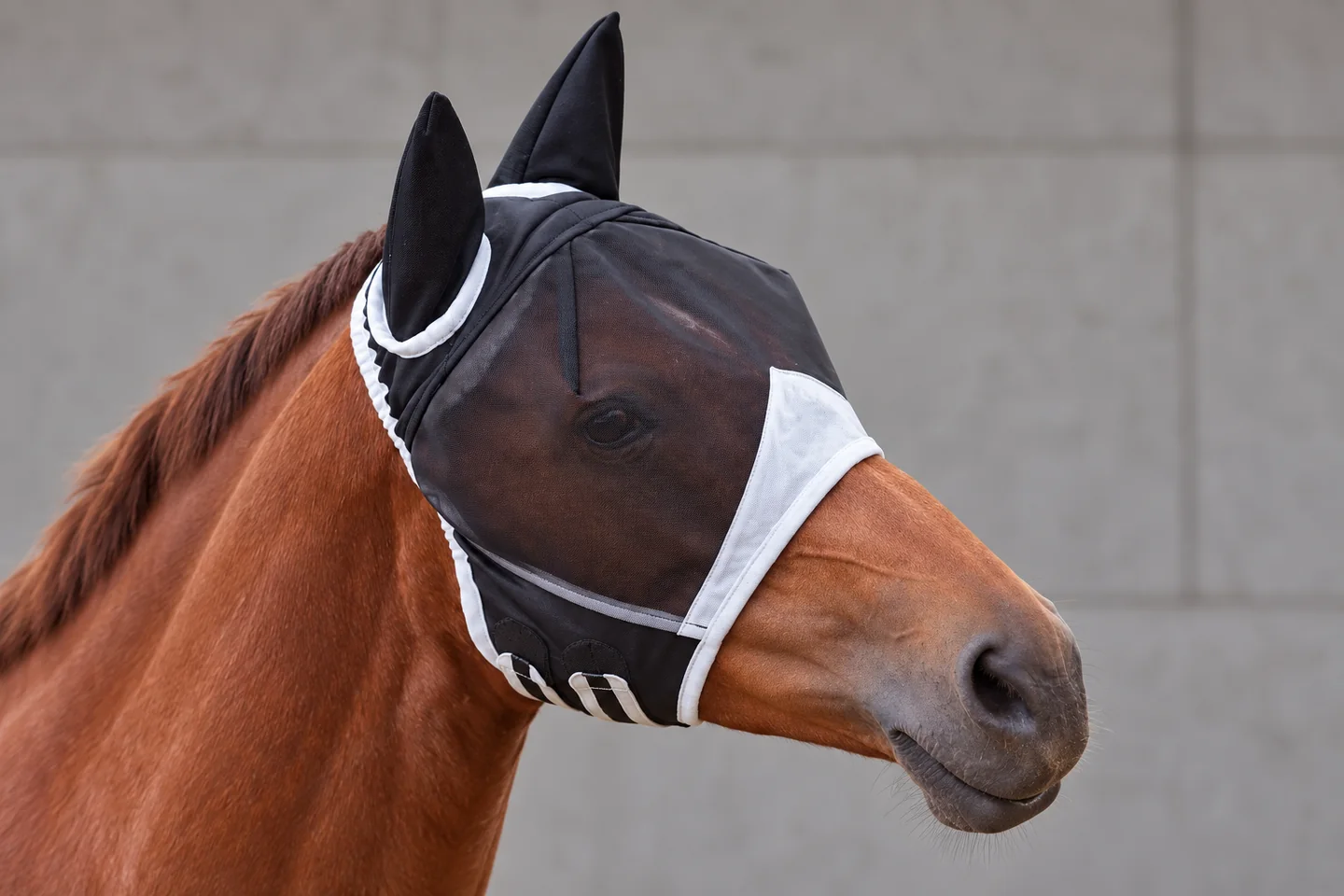 A horse wearing a mesh fly mask with ear coverage and an uncovered muzzle